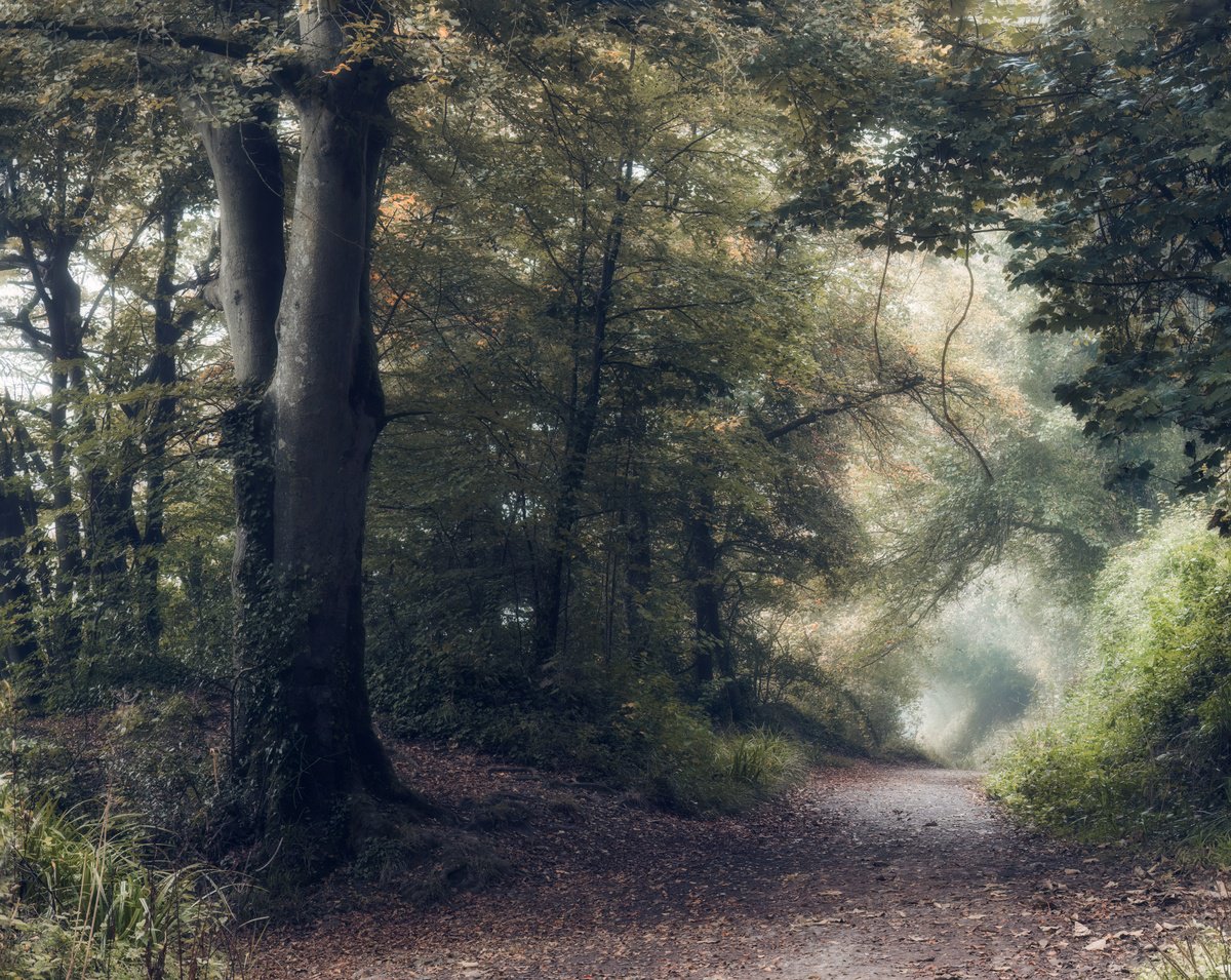 Woodland Walk by Paul Nash