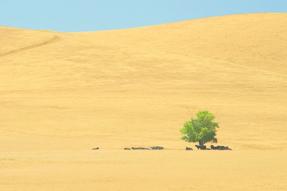 High Noon