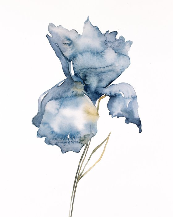 Iris No. 181