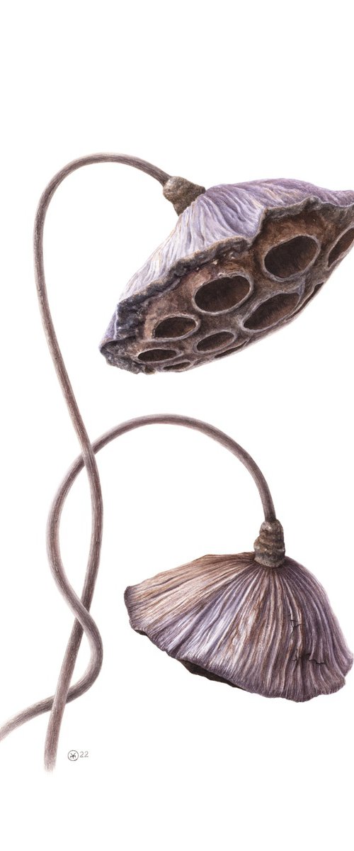 Lotus Seed Pods by Yuliia Moiseieva