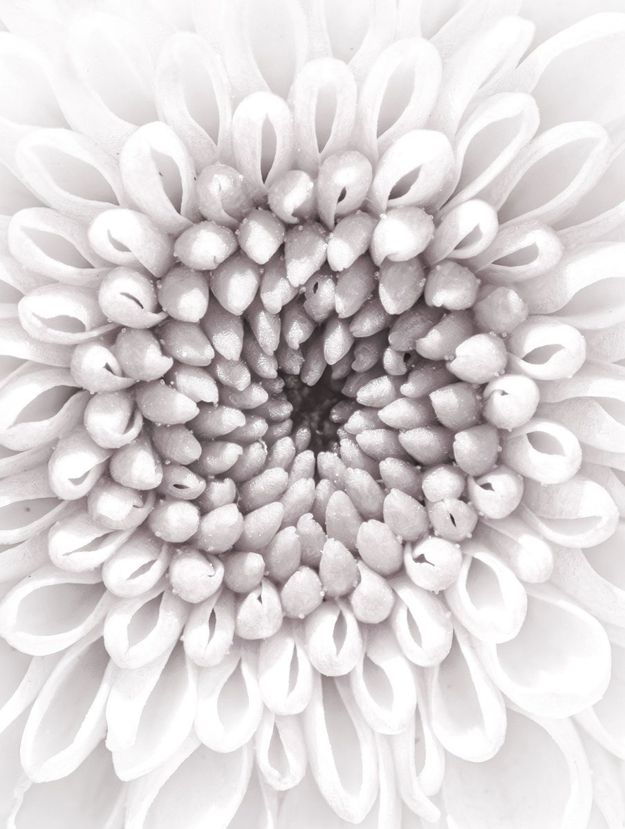 Impressionistic Botanical Photograph By Inna Etuvgi, 13 X 17, Fading Into Silence, Original Artwork