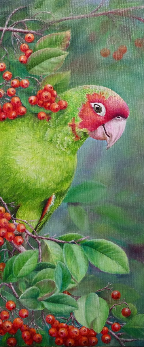 A very friendly parrot. by Anastasia Woron