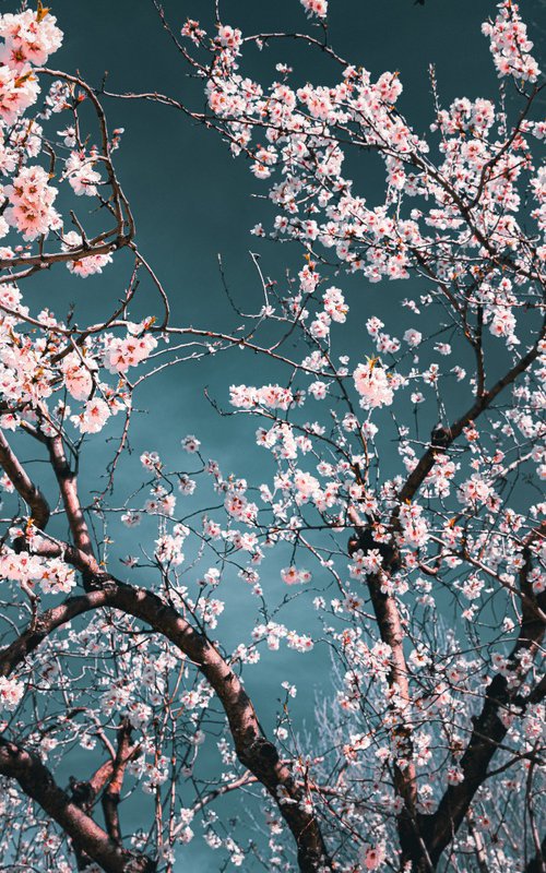 (FRAMED) Sakura Season II by Viet Ha Tran