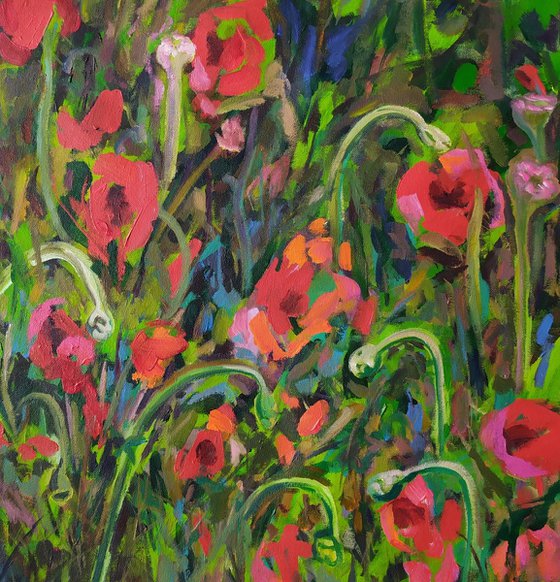 Poppies