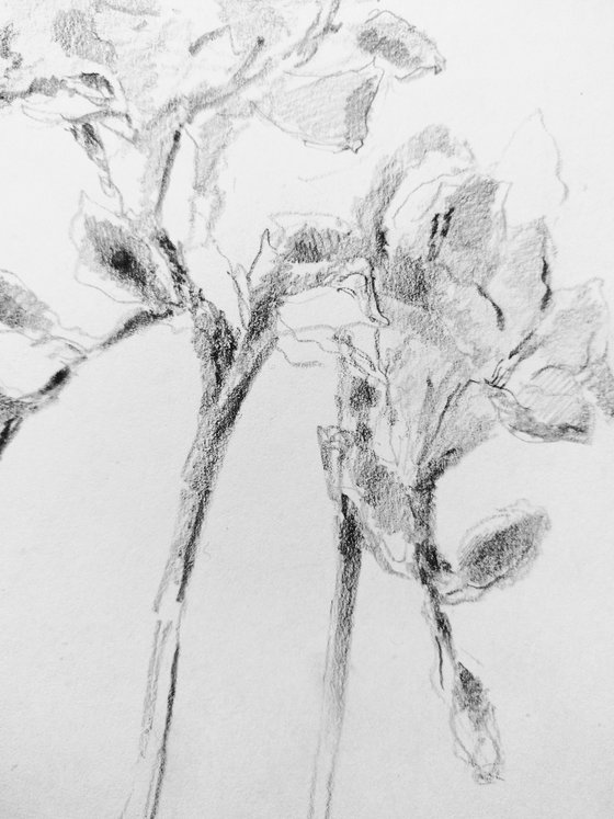 Freesias #4 Original pencil drawing.