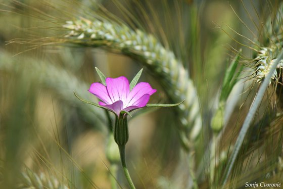 Wild beauty