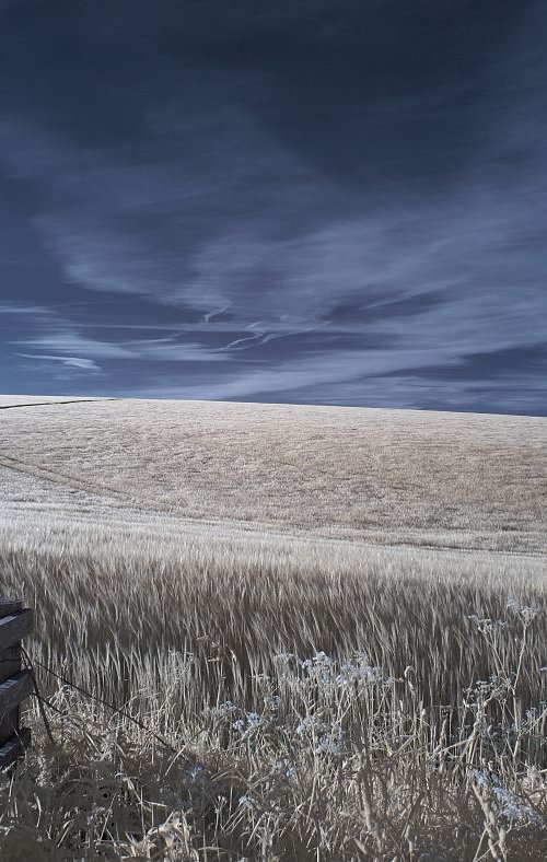 Wheat Field, Kithurst Hill by Ed Watts