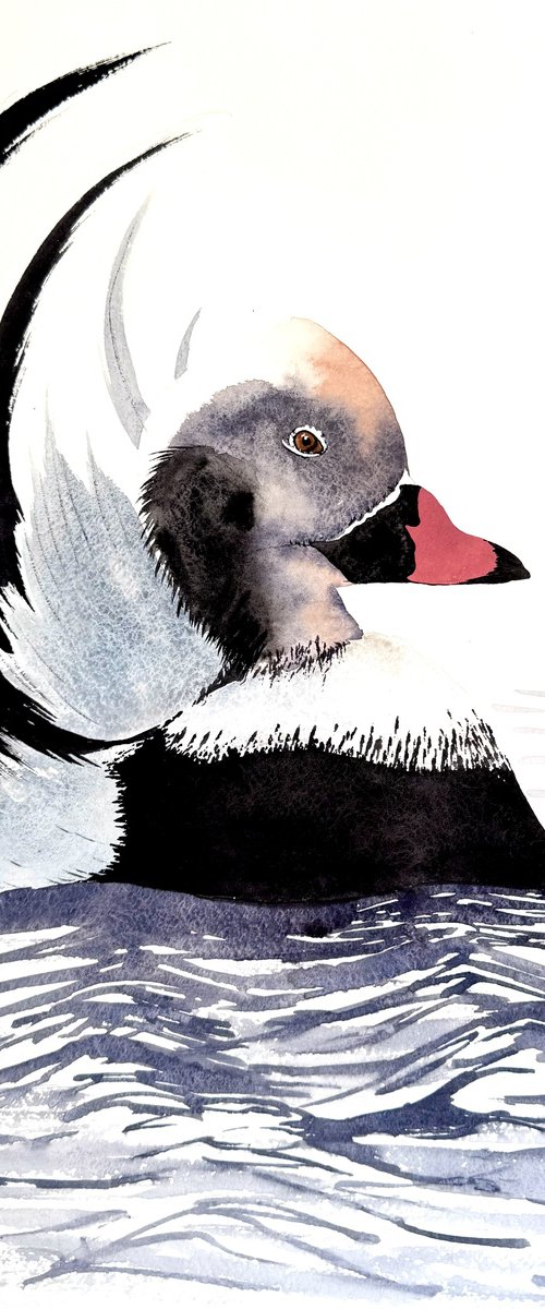 Long-tailed duck Moretta codon by Yuliia Sharapova