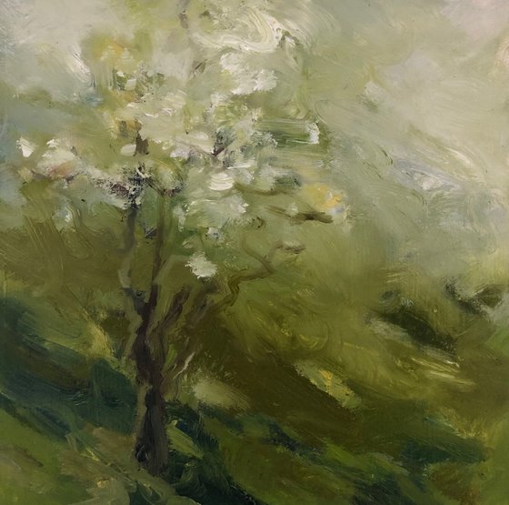 Apple Blossom