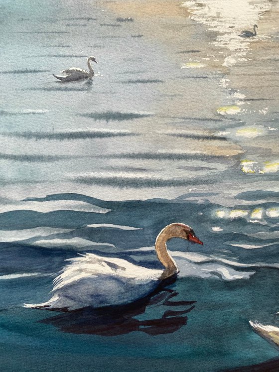 City ​​and Swans
