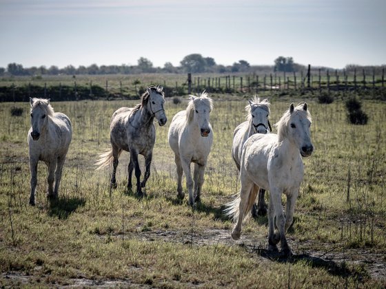 WHITE HORSES