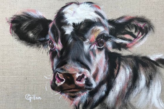 Prince of Hearts - Black cow/calf/heifer with white heart original oil painting