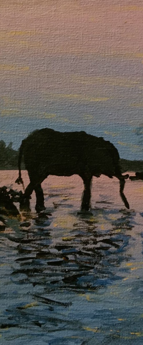Elephant Swim by Robbie Potter