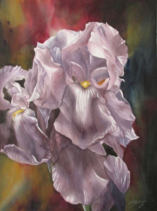 irises in mauve by Alfred  Ng