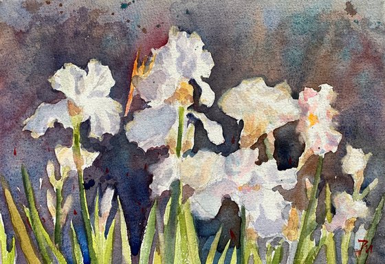 White irises