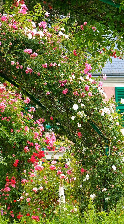 Les Rosiers de Giverny by Alex Cassels