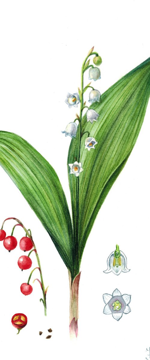 Lily of the valley flower botanical illustration by Ksenia Tikhomirova