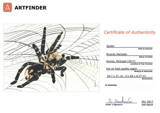 Spider I Animal Drawing