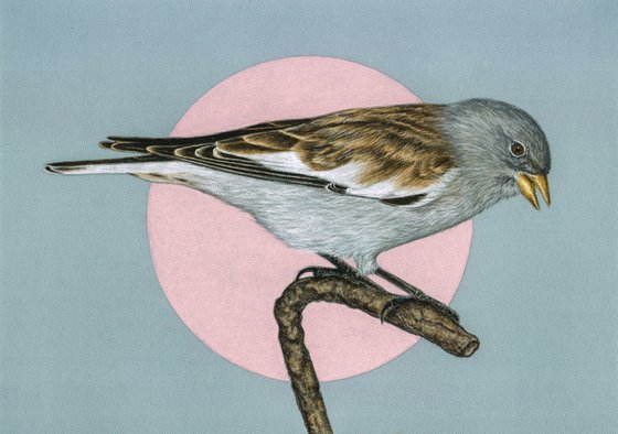 Original pastel drawing bird "White-winged snowfinch"