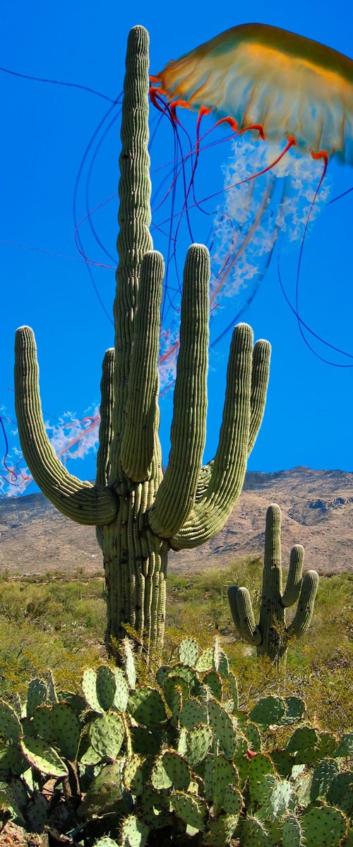 THE JELLYFISH AND THE CACTI by William Dey