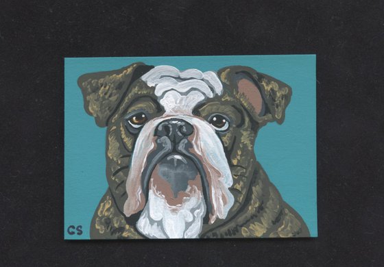 ACEO ATC Original Miniature Painting Olde English Bulldogge Pet Dog Art-Carla Smale
