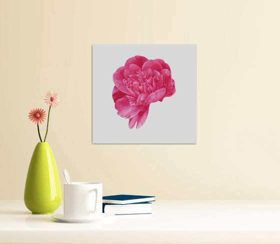 Pink Peony in frame