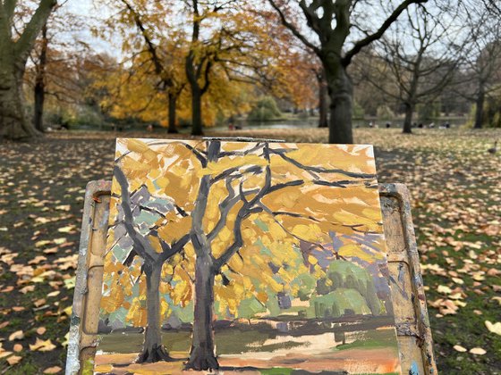 Autumn trees in St James' Park