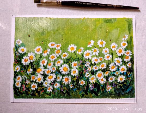 Daisies nodding in the breeze