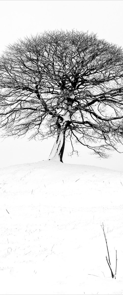 The Peak Tree - Grindon by Stephen Hodgetts Photography