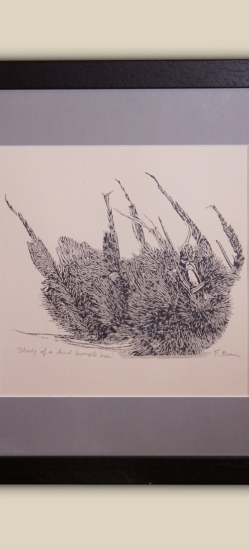 Dead bumble-bee by Fausto Bini