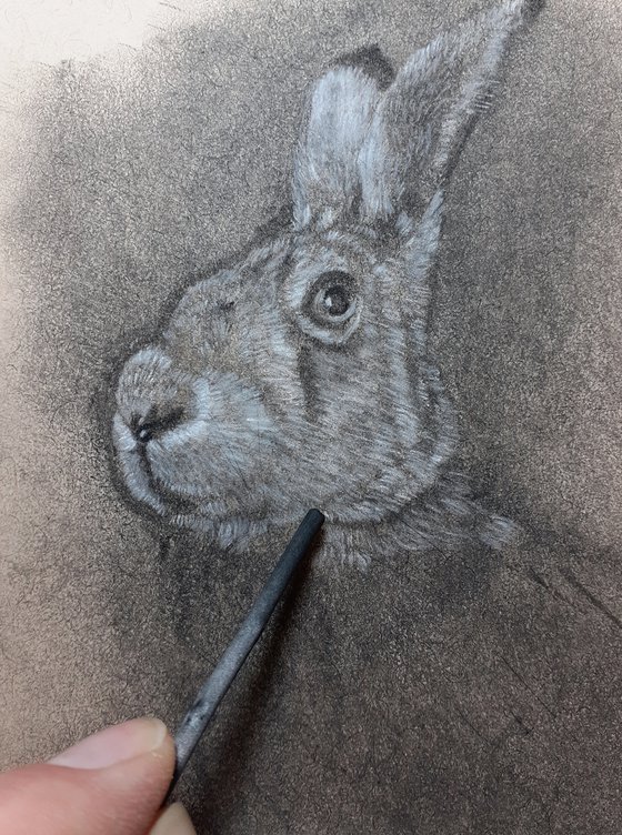 Study of a Hare
