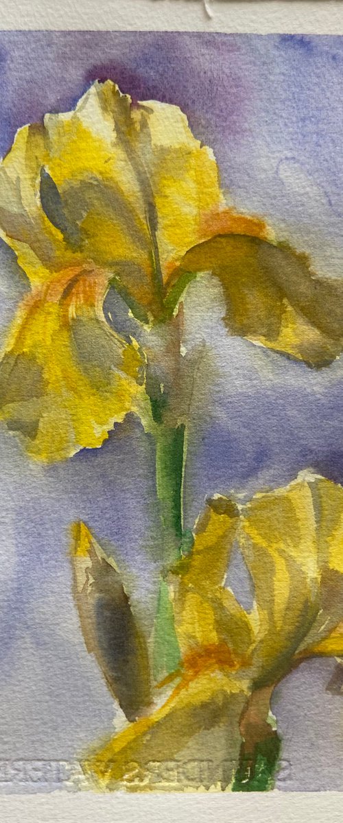 Yellow irises by Nataliia Nosyk
