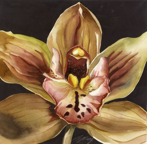 Cymbidium orchid in bloom by Alfred  Ng
