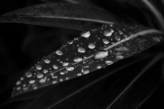 Water on Leaves I