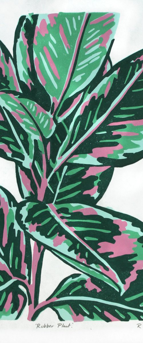 Green Rubber Plant e.v. 8/60 by Rosalind Gregoire