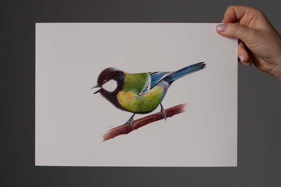 Birds Collection VII
