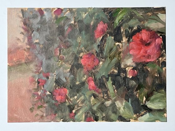 Camellias in Bloom