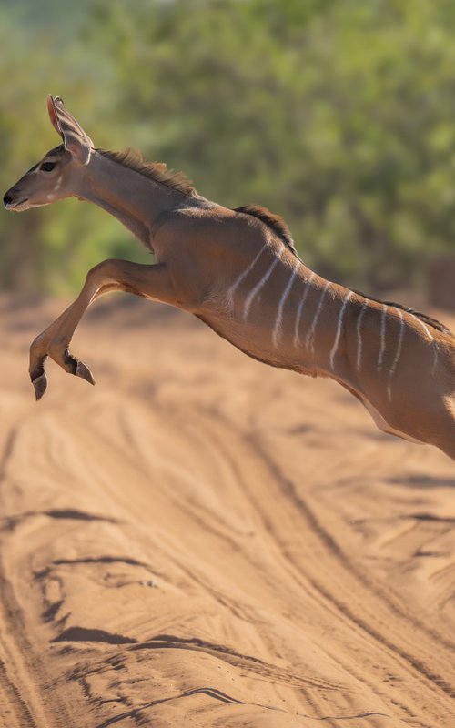 Long Jump by Nick Dale