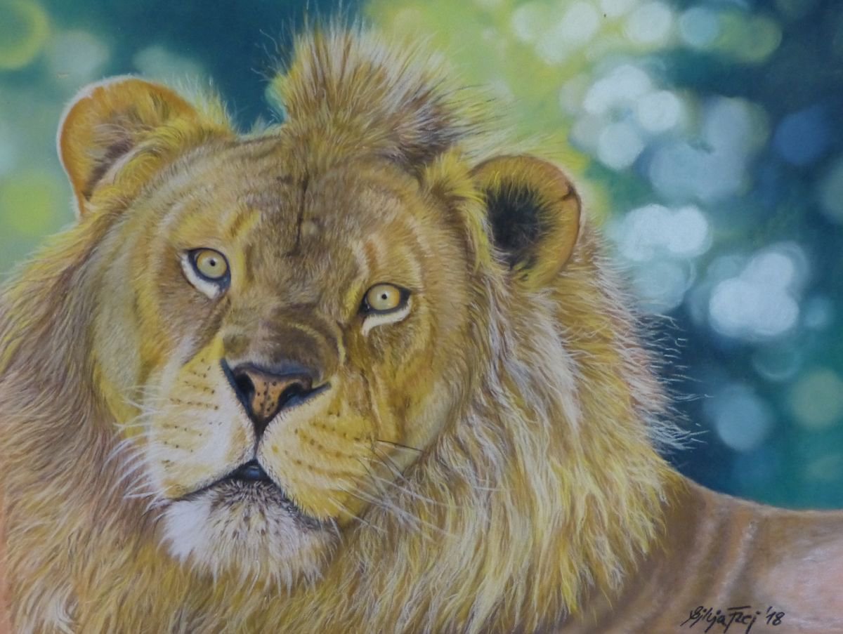 Young Lion - pastel drawing by Silvia Frei