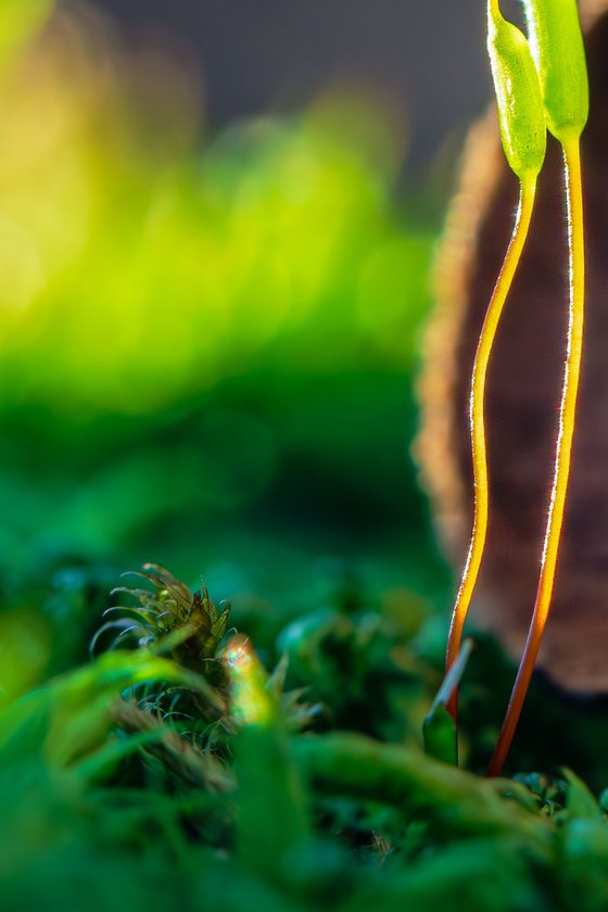Mossy Love Story