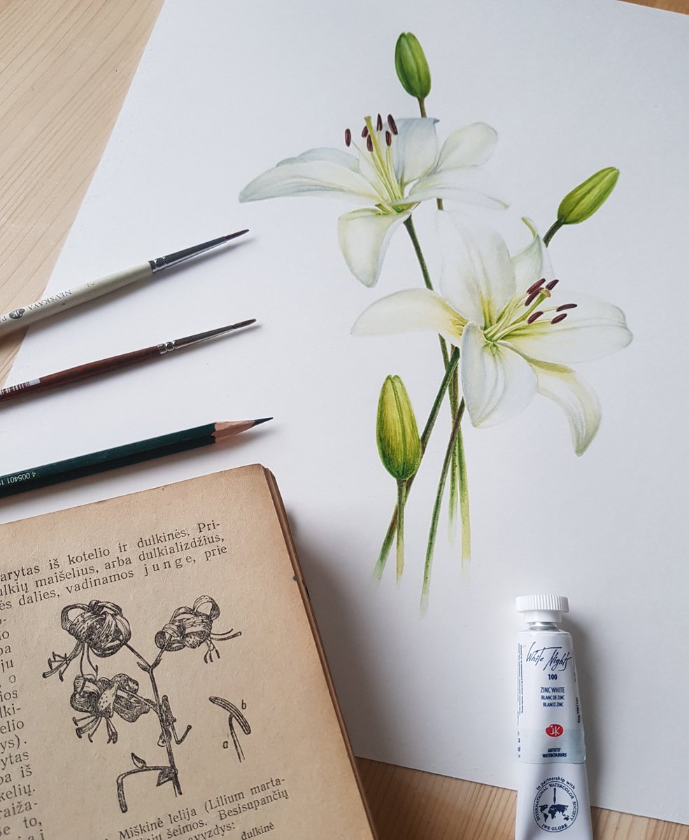 White lillies by Dovydas Bou