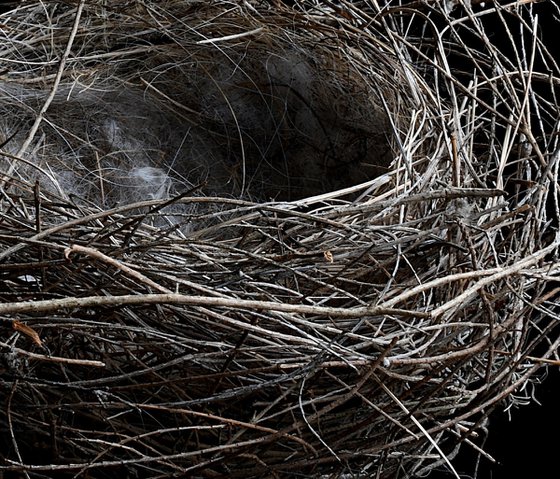 Bird's Nest