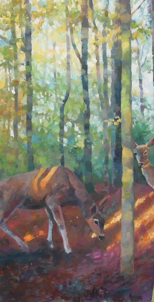 Deer in dappled light by Christian Twelftree