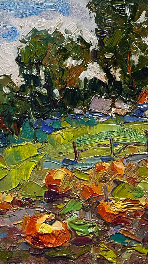 There are pumpkins growing by Kalenyuk Alex