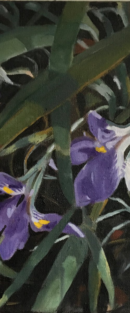 Winter Irises by Alison Chambers