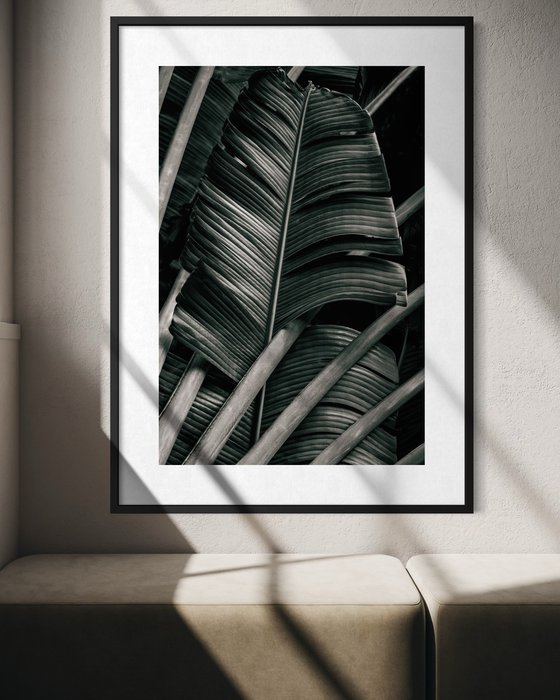 Jungle Fronds