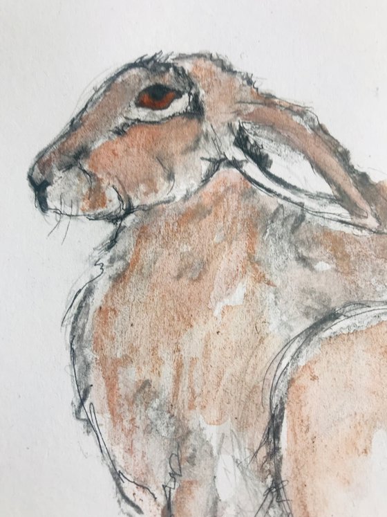 Hare