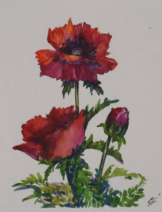 Poppies