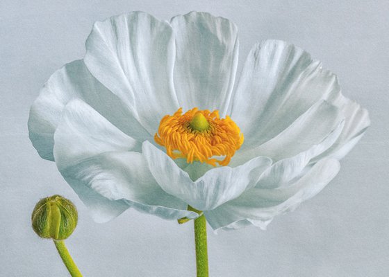 Blooming buttercu