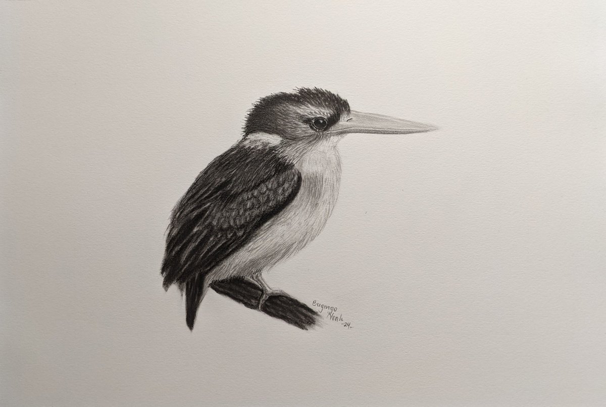 Photorealistic Animal Charcoal Drawing By Bugingo Noah, 12 X 8, African Pygmy Kingfisher, Original Artwork